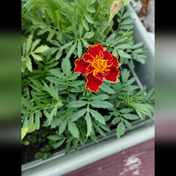 Mixed marigold seeds - Picture 2 of 3